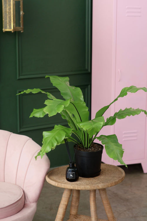 Bird's Nest Fern