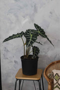 Alocasia Amazonica