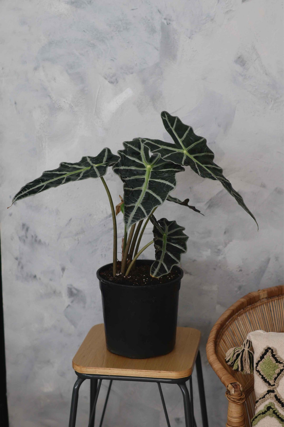 Alocasia Amazonica