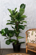 XL Fiddle Fig