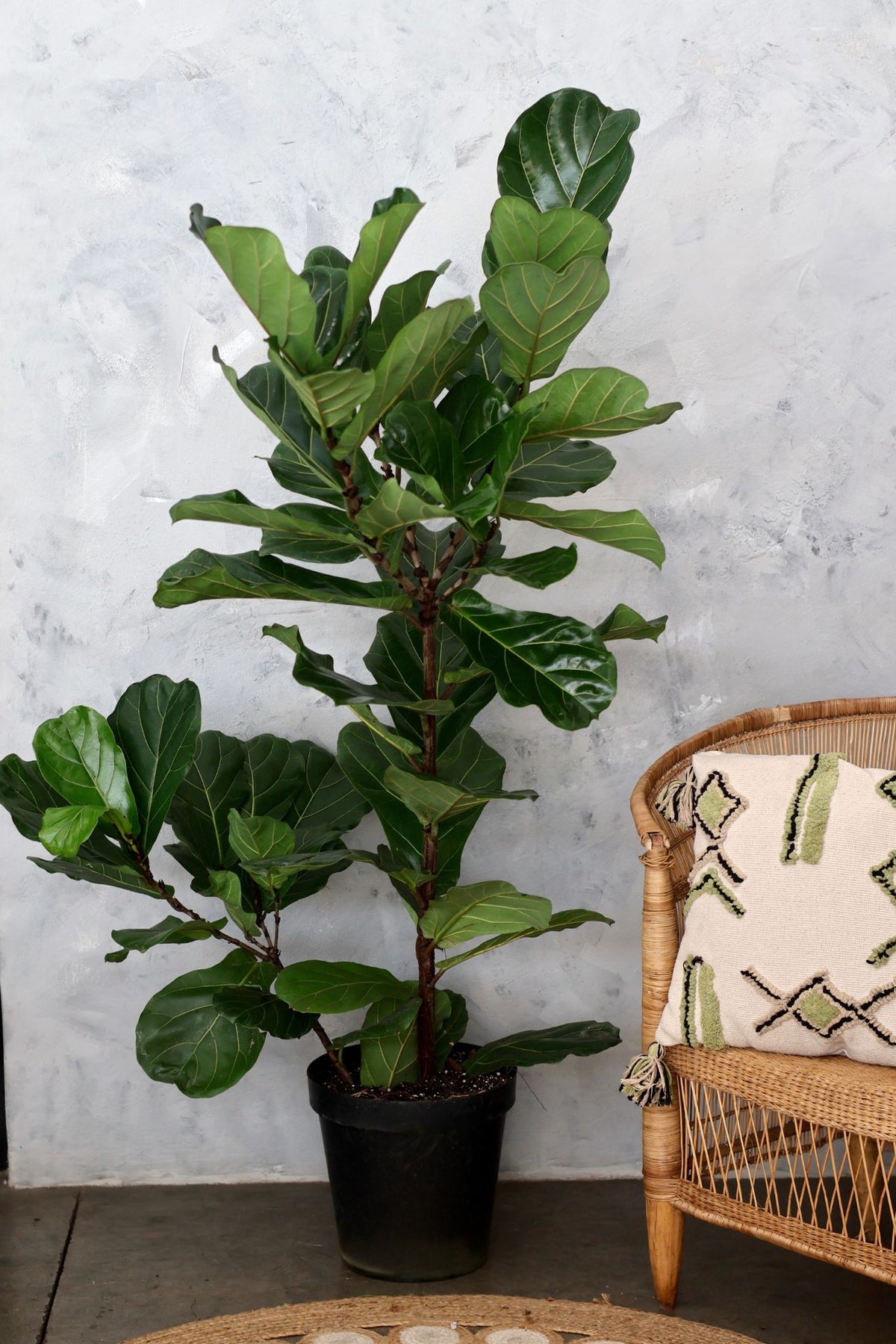 XL Fiddle Fig