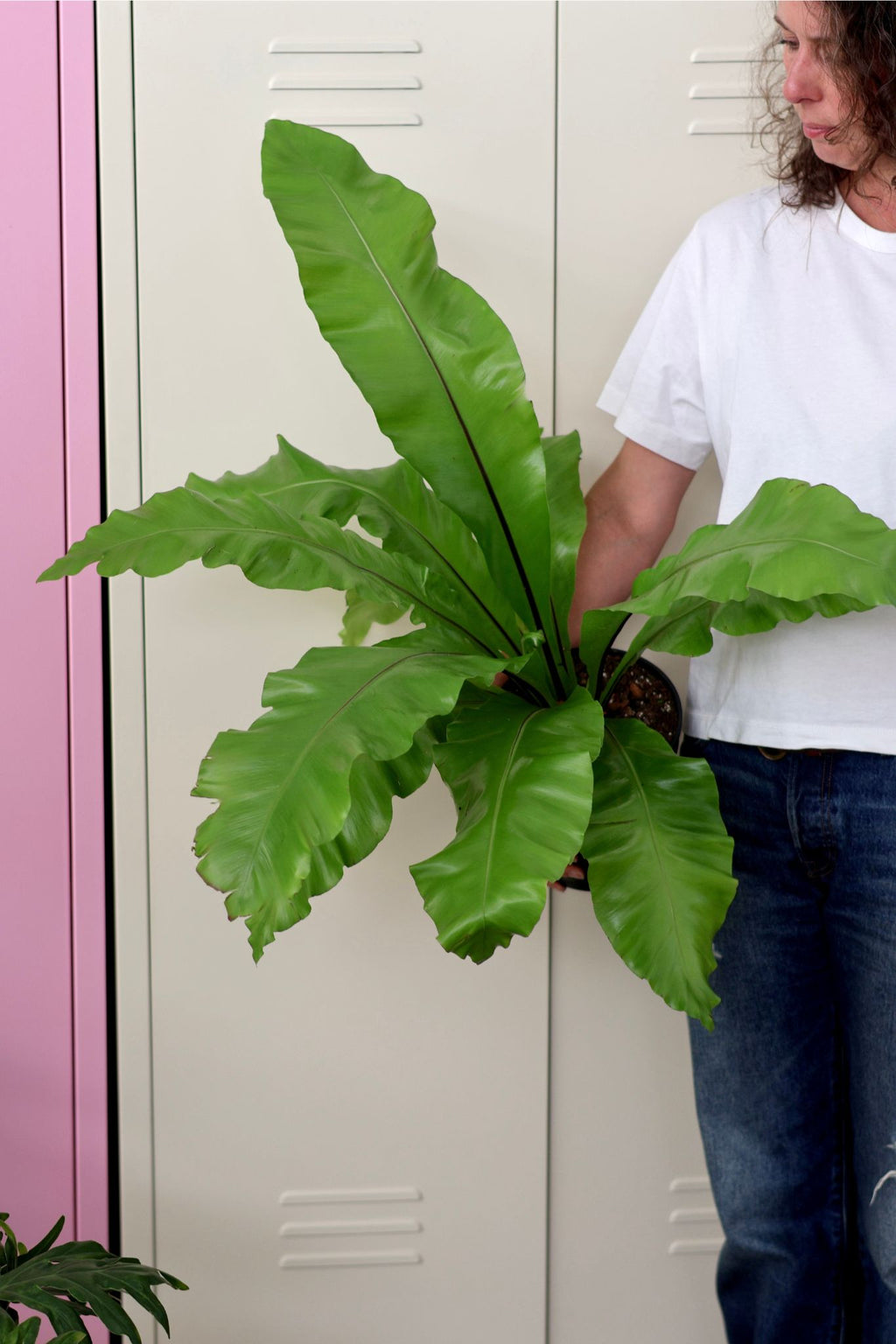 Bird's Nest Fern