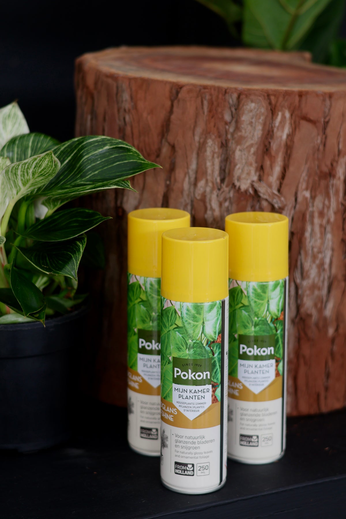 Plant Shine
