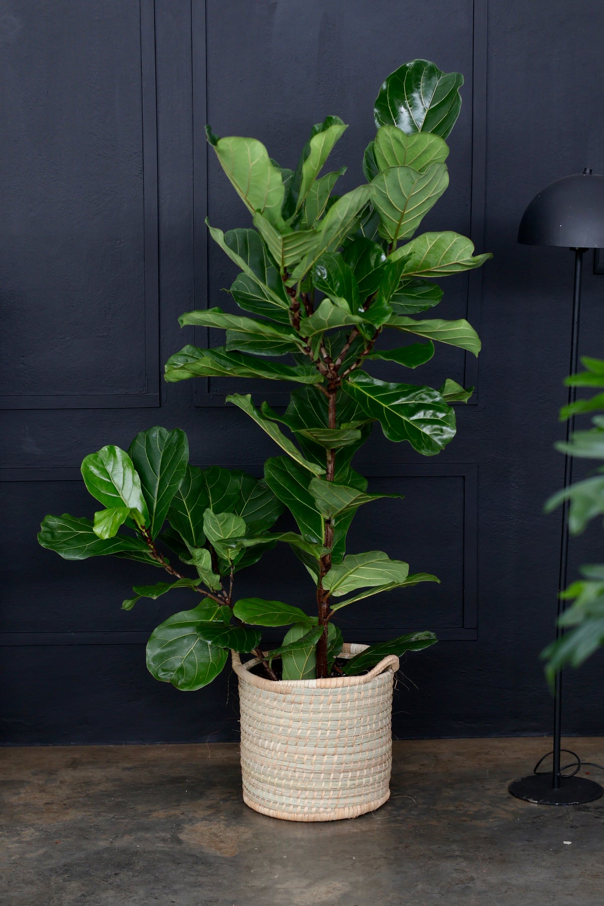 XL Fiddle Fig