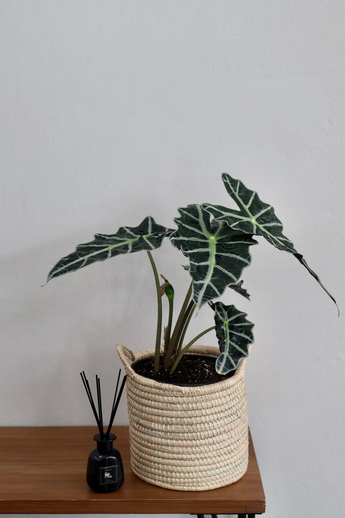 Alocasia Amazonica