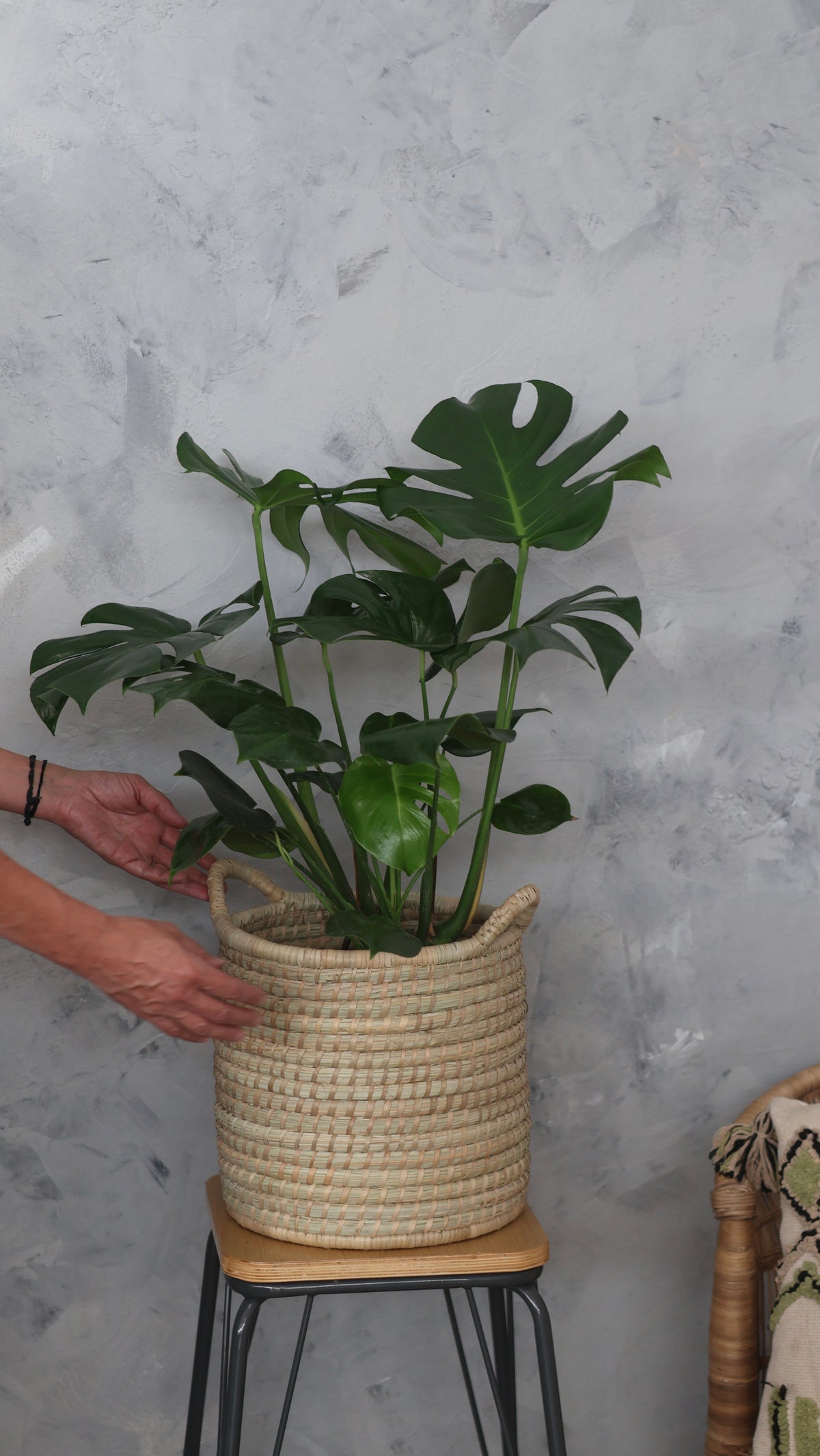 Monstera Deliciosa – Large