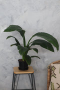 Peace Lily Sensation