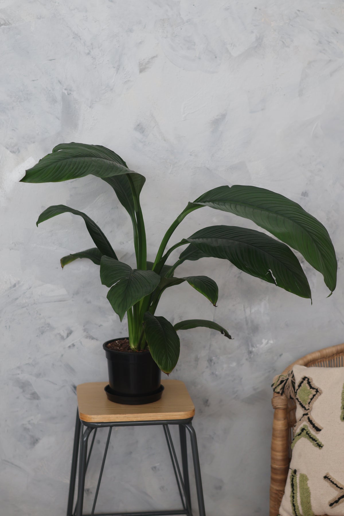 Peace Lily Sensation