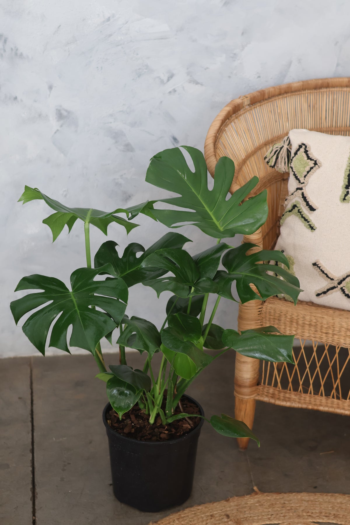 Monstera Deliciosa – Large