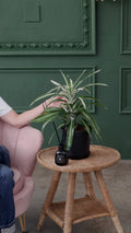Dracaena Warneckii
