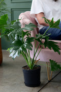 Philodendron Selloum