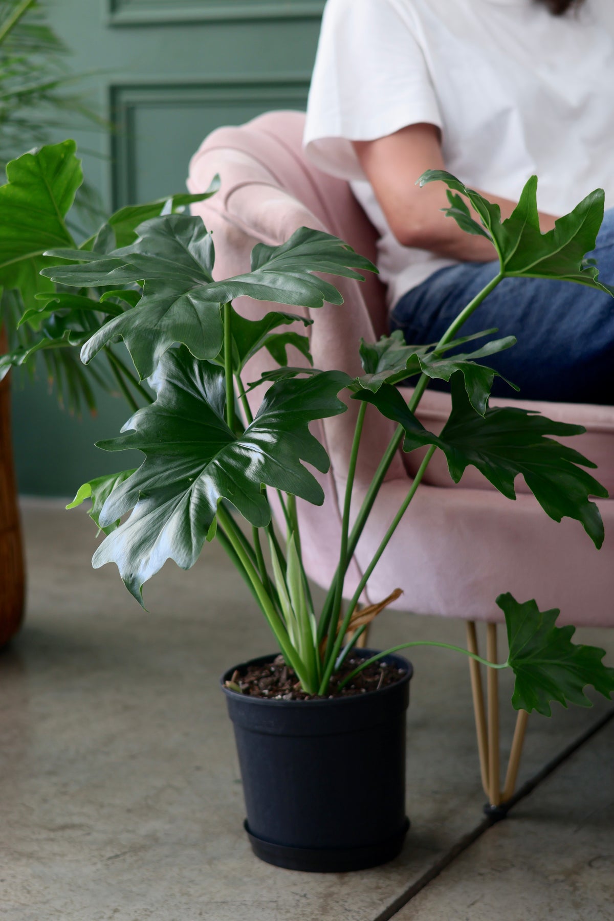 Philodendron Selloum
