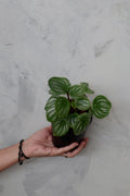 Watermelon Peperomia
