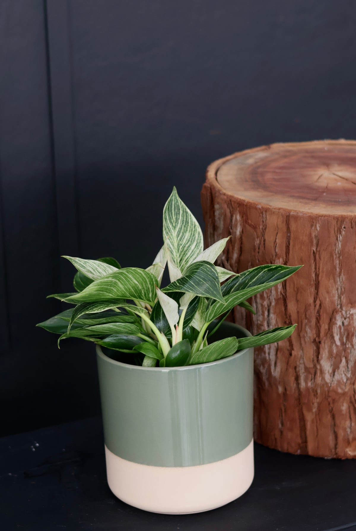 Philodendron Birkin