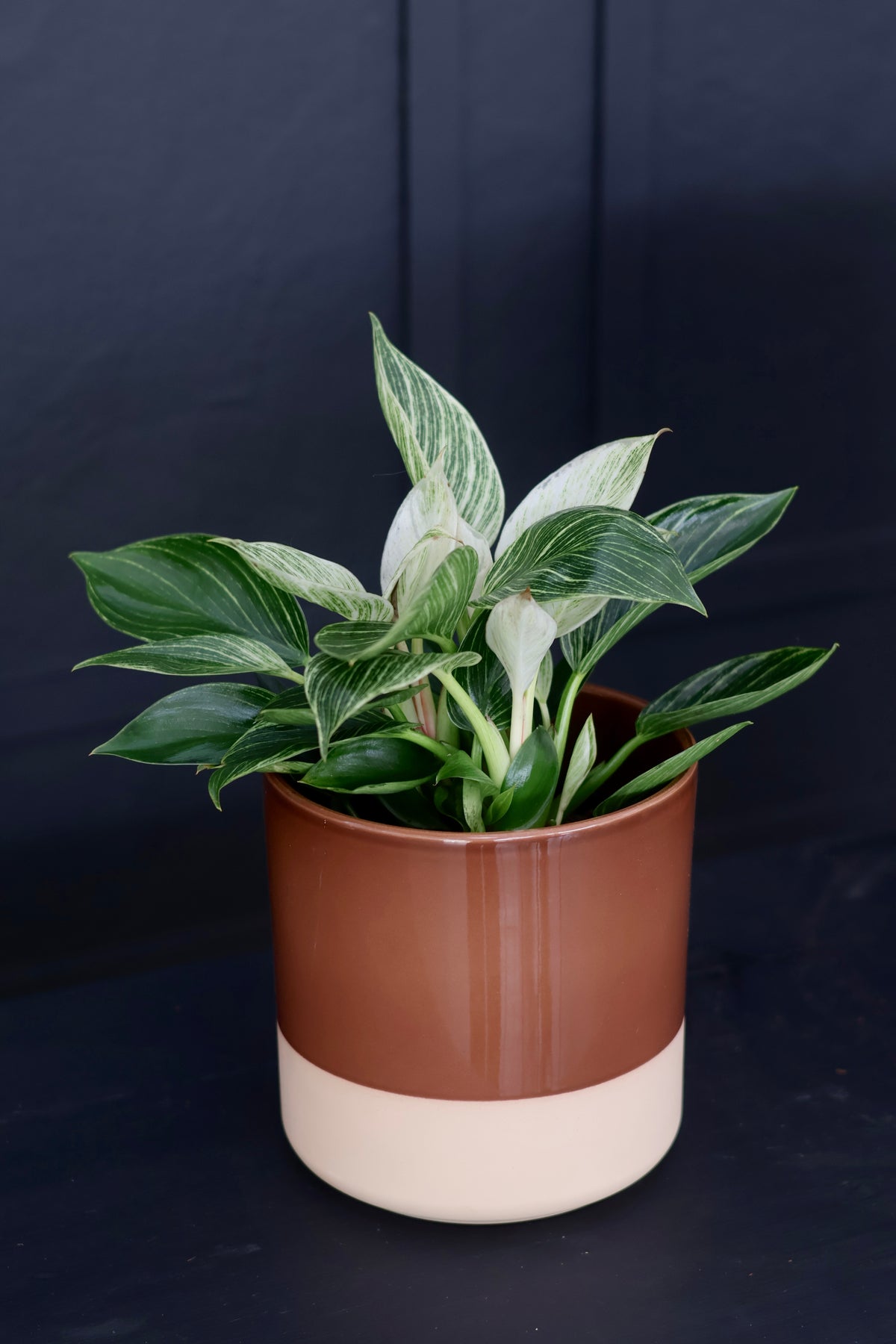 Philodendron Birkin