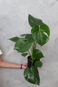 Monstera Deliciosa – Small