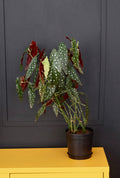 Polka Dot Begonia