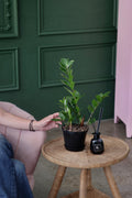 ZZ Plant