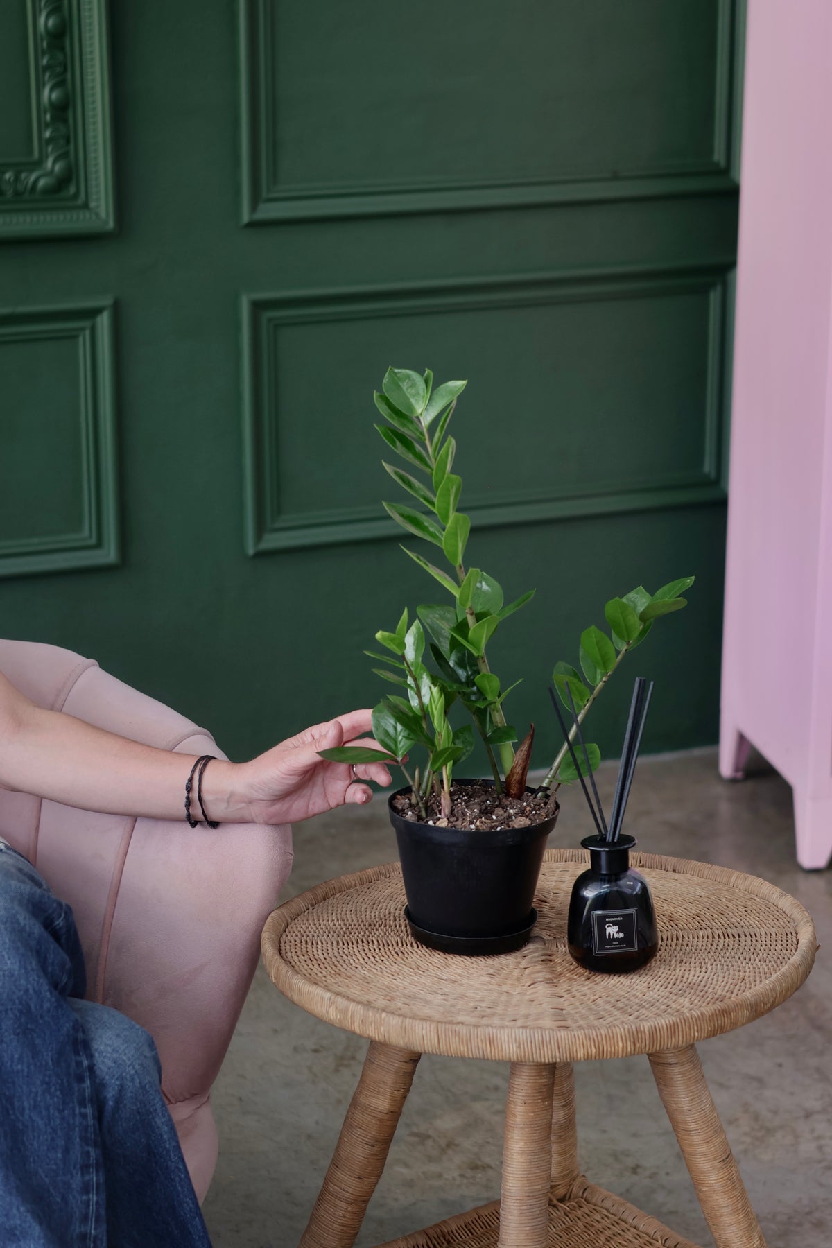 ZZ Plant