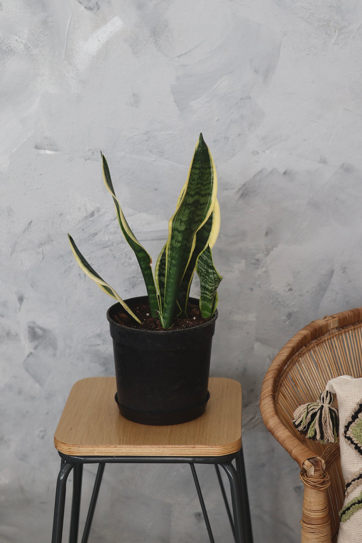 Snake Plant – Golden Futura