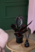 Calathea Roseopicta