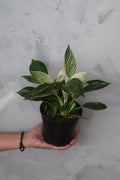 Philodendron Birkin