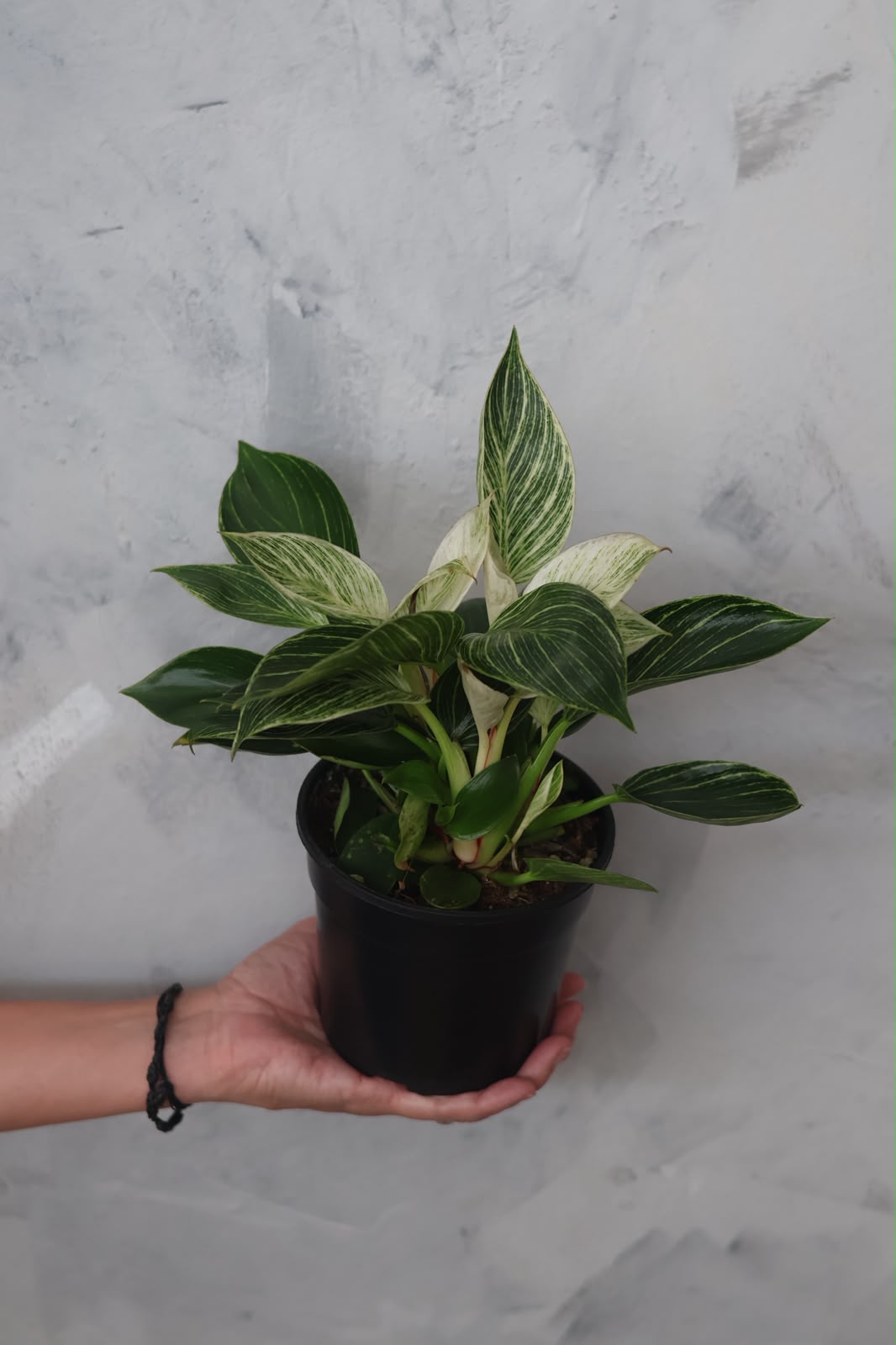 Philodendron Birkin